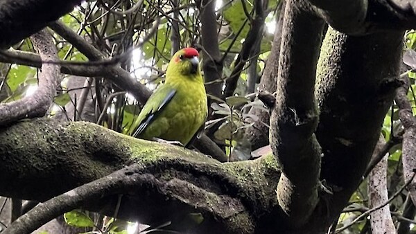 A kākāriki spotted on Miramar Peninsula for the first time in living memory.