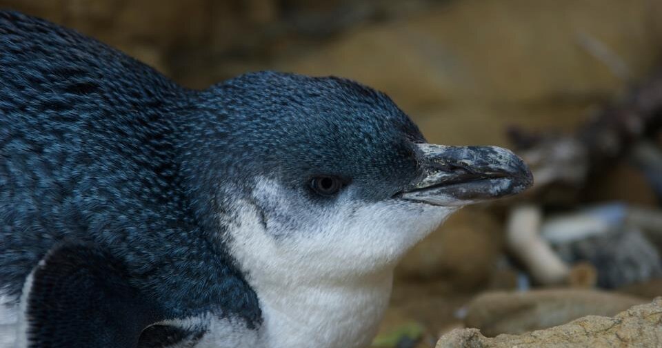 Forest & Bird - Places for Penguins • Predator Free Wellington