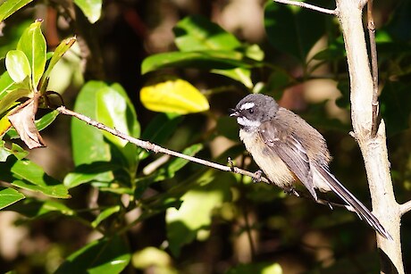 Predator Free Ngaio Reserves