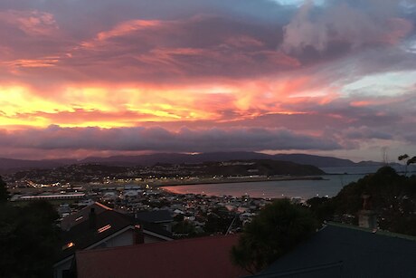 Predator Free Lyall Bay