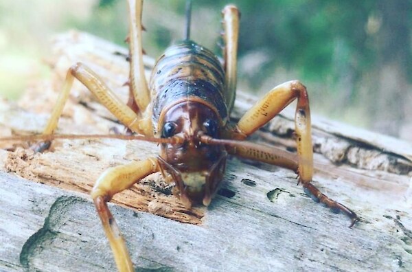 How to make a wētā hotel