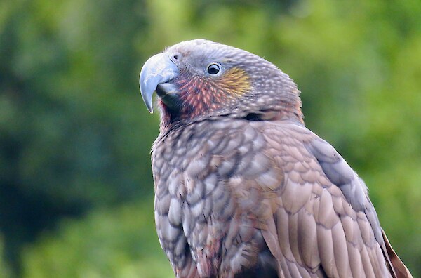 Native animals