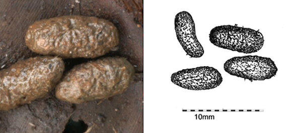 Norway rat droppings