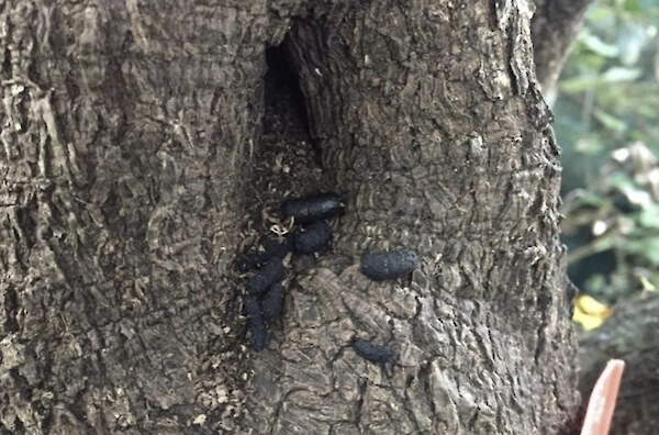 Rat or wētā droppings?