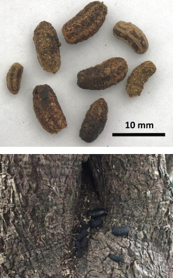 Wētā droppings