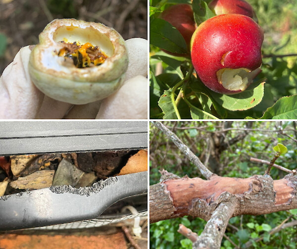 Clockwise from top left: Rat chew on karo seed; possum chew on nectarines; rat chew on tree branch; rat chew on compost bin