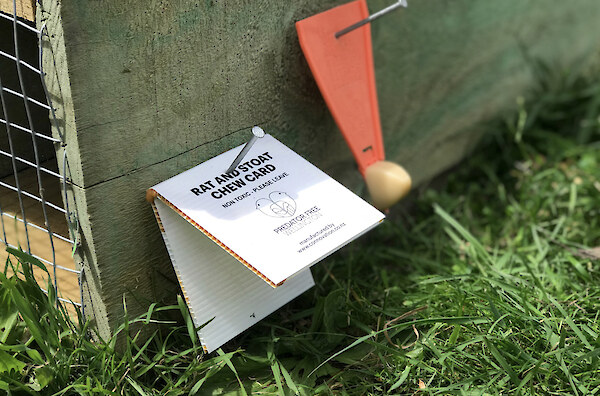 Chew marks and chew cards