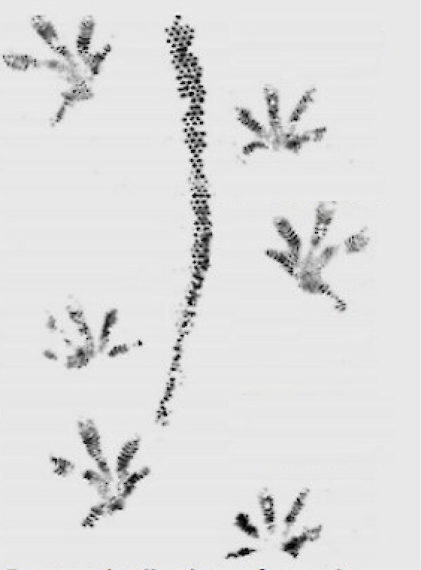 Gecko prints