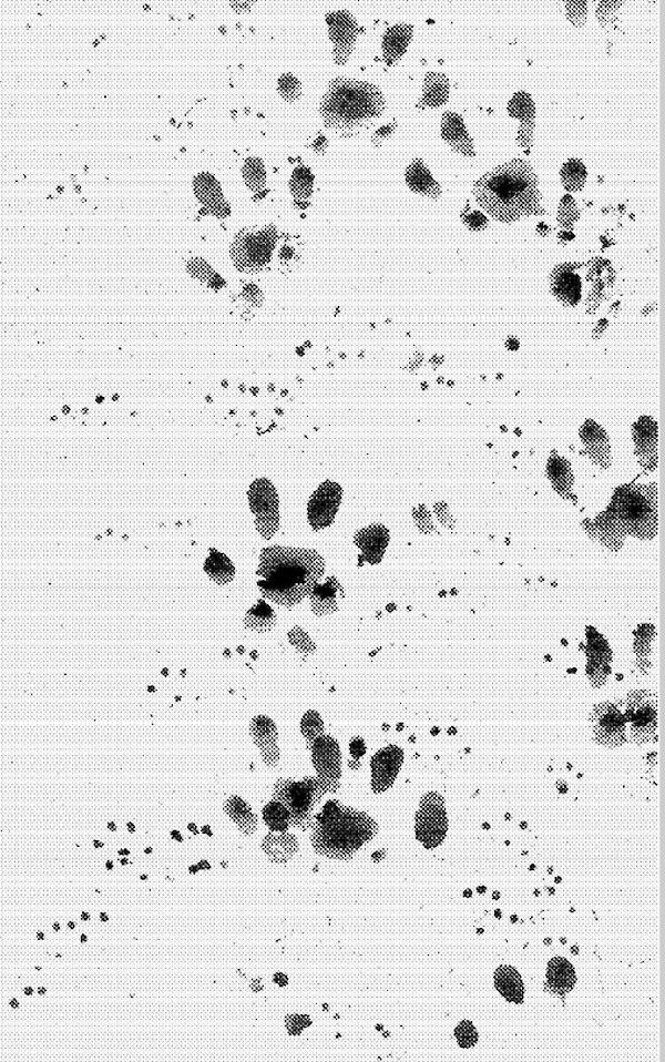 Hedgehog prints