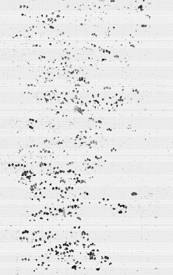 Mouse footprints