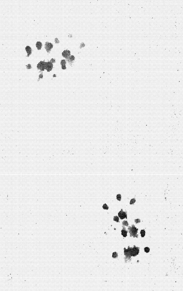 Rat footprints