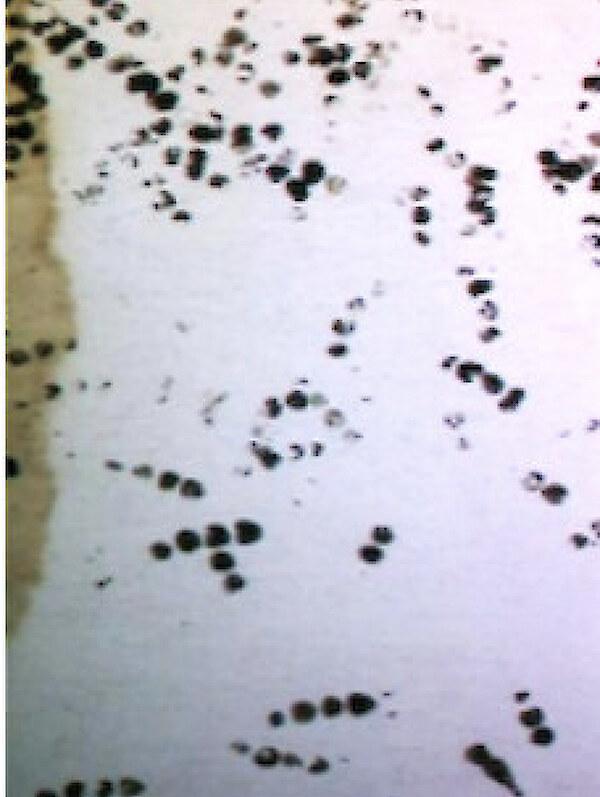 Wētā prints