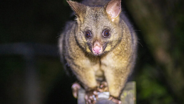 A possum. Photo courtesy Andy MacDonald/Taranaki Daily News