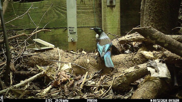 A tūī seen on a trail camera