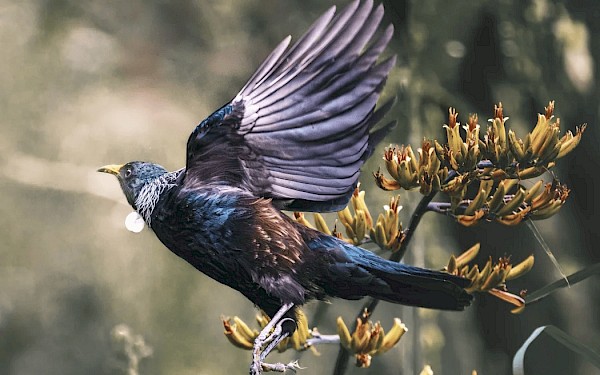 Tūī, courtesy Jim Beltran/RNZ