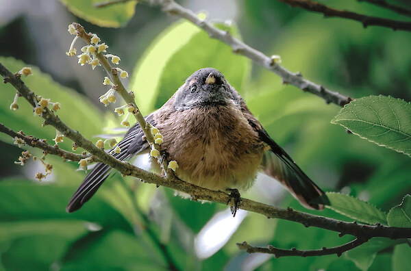 Native bird numbers double in Miramar Peninsula