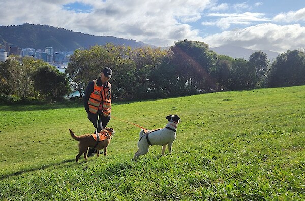 Using dog detectors early – case study