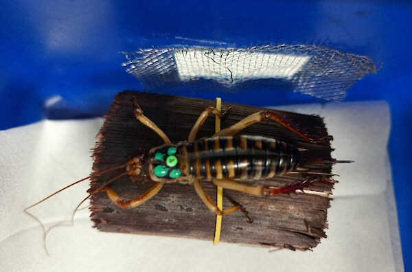 Estimating the impact of Predator Free Wellington on tree wētā (2025) – external link