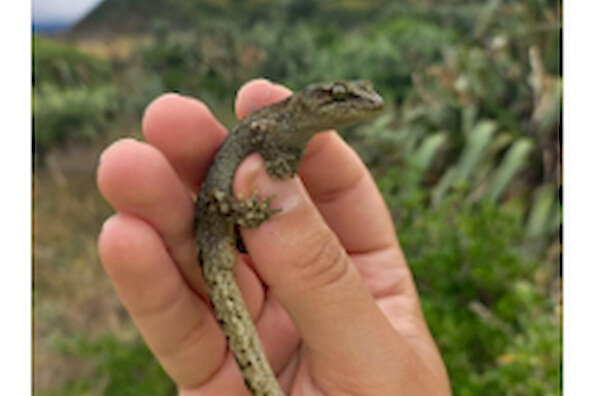 Assessing the effects of predator control and habitat on lizards in an urban landscape (2025) – external link