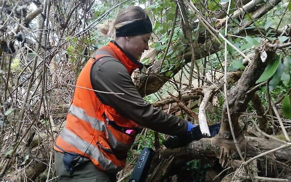 Zara checking a bait station. Photo courtesy RNZ