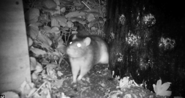 The rat as seen on a trail camera looking out from a compost bin.