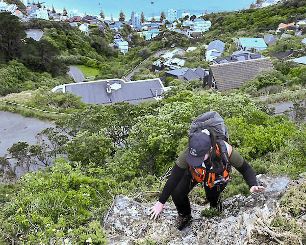 A Predator Free Wellington field worker on Mt Victoria. Photo by Tim Sutton.