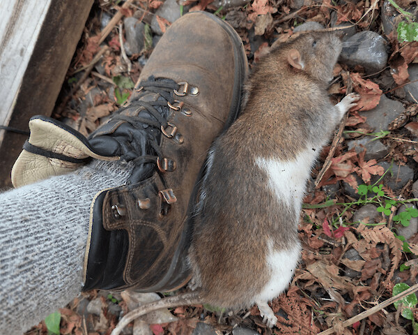 A large introduced Norway rat, discovered in the garden of a home in Hataitai.