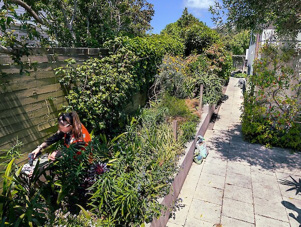 A Predator Free Wellington employee installs a trap in a Wellingtonian’s yard. Tim Sutton