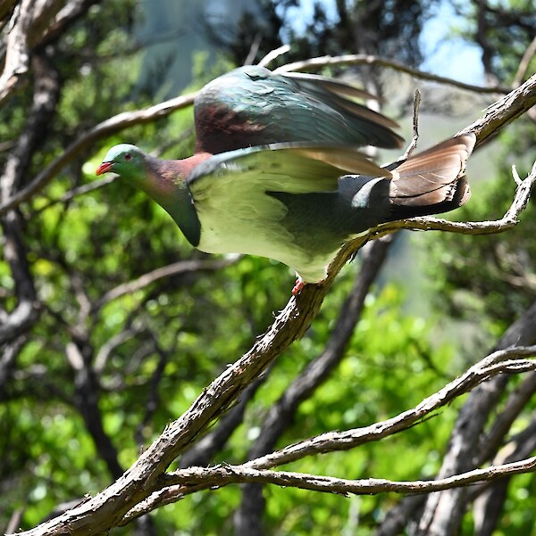 Kererū photo by Tim Sutton